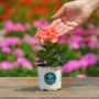 Geranium – Tango Salmon – 4″ Pot